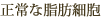 正常な脂肪細胞