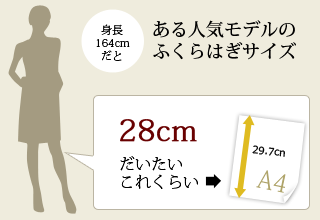 ある人気モデルのふくらはぎサイズ